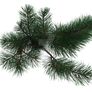 Pine Tree Branch 2, Png Overlay.