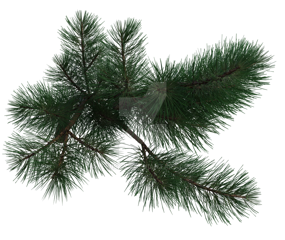 Pine Tree Branch 2, Png Overlay. by lewis4721 on DeviantArt, Pine Branches