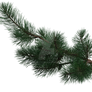 Pine Tree Branch 3, Png Overlay.