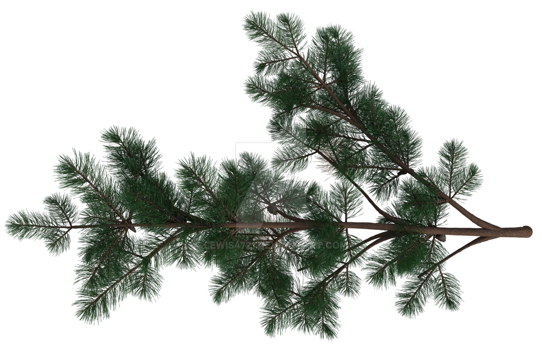Pine Tree Branch 5 Png Overlay By Lewis4721 On Deviantart