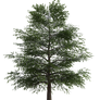 FREE tree 2, png overlay.