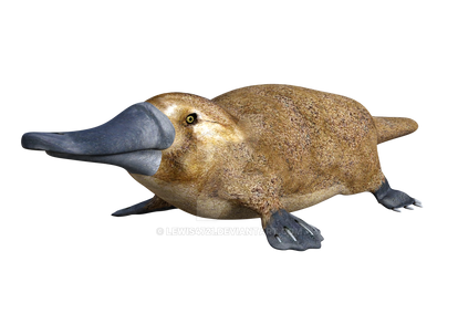 Platypus Bead Animal by lemaroo88 on DeviantArt