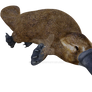 Platypus 3, Png Overlay.