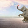 Talented Elephant Digital Backdrop / Background.
