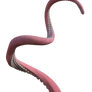 Free Tentacle 2, Png Overlay