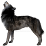 Grey Wolf 1, Png Overlay.