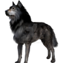 Grey Wolf 2, Png Overlay.