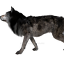 Grey Wolf 4, Png Overlay.