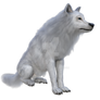 White Wolf 1, Png Overlay.
