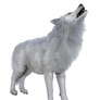 White Wolf 2, Png Overlay.