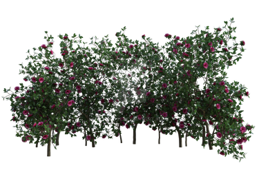 Roses Bushes Pink, Png Overlay.