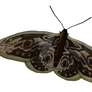 Butterfly 3 png overlay