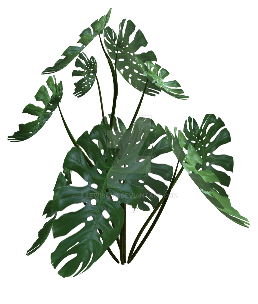 Tropical monstera plant 7, png overlay. by lewis4721 on DeviantArt