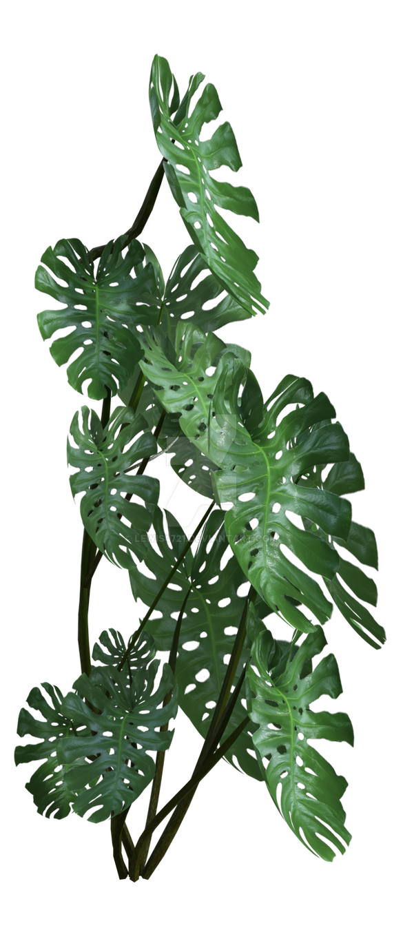 Tropical monstera plant 5, png overlay. by lewis4721 on DeviantArt