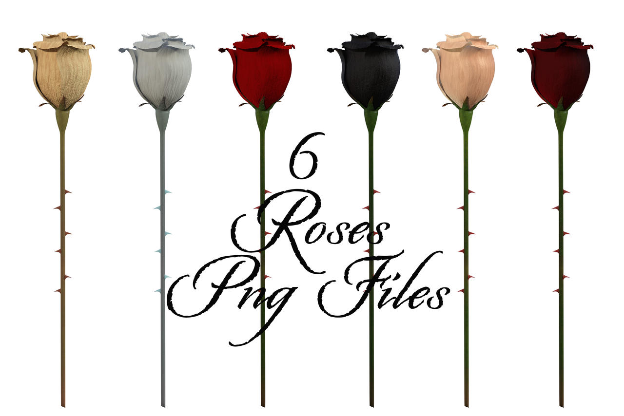 6 Roses Transparent 6 Roses, png overlays. by lewis4721 on DeviantArt