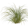 Garden plant 2, png overlay.