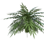 Garden plant 12, png overlay.