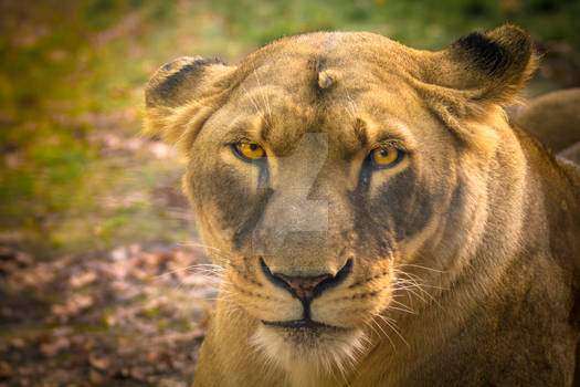 Lioness Stock Image