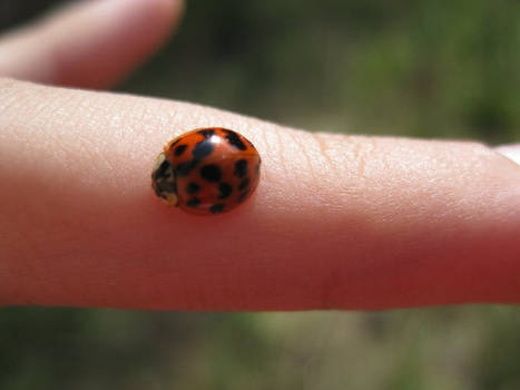 Ladybug, Vaquita de san antonio