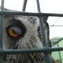 Owl Eye Stock 01