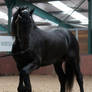 Friesian Stallion Stock 01