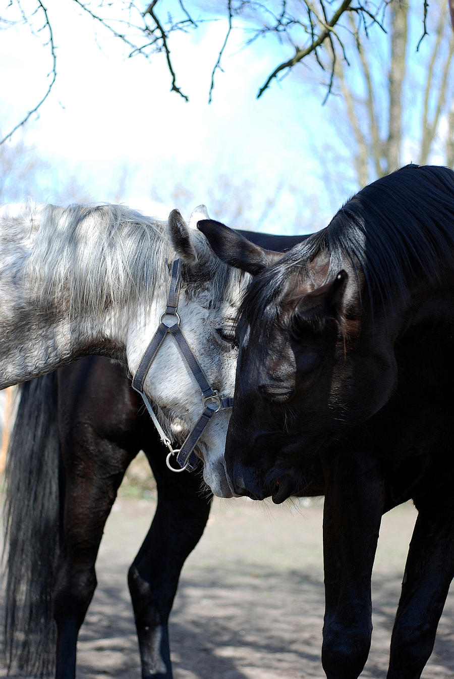 Horses I