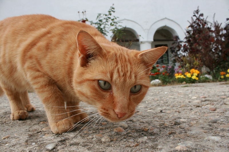 Curiosity thrilled that cat 2