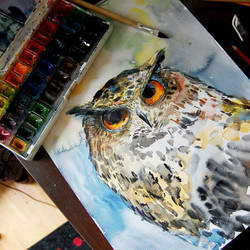 owl (watercolor)