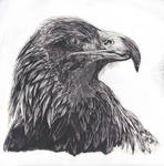 The Eagle... by EvanSheedy