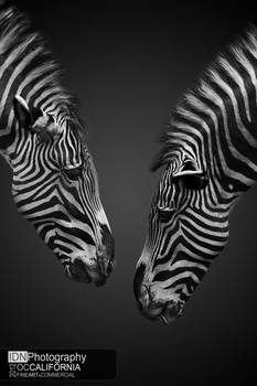 Zebra Social Networking