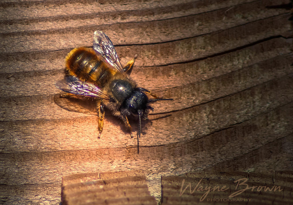 Wayne Bee bee by WayneBrown on DeviantArt