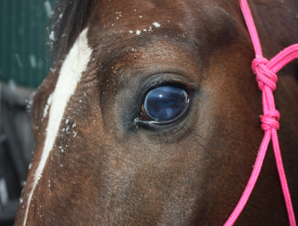 Andretti in the snow.