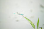 The Blue Little Dragonfly on the Swamp by areopEnap