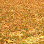 Autumn Leaves Stock 2