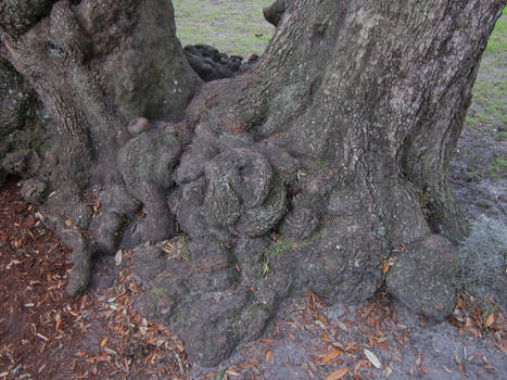Gnarled Oak Tree Roots 3