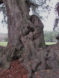 Gnarled Oak Tree Roots 4