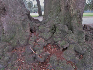 Gnarled Oak Tree Roots 5