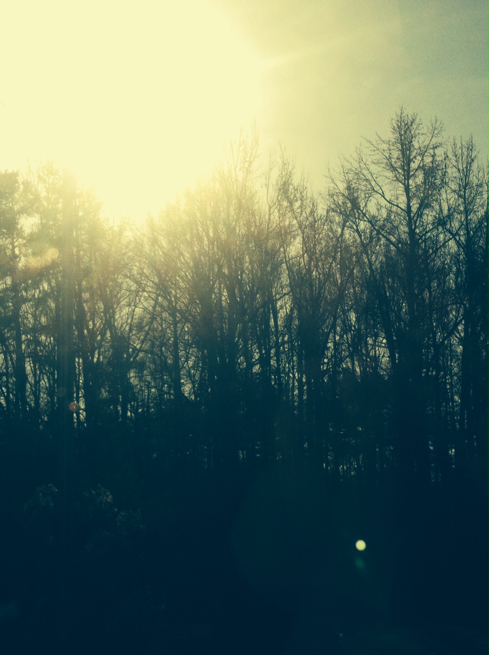 Sun And Trees.