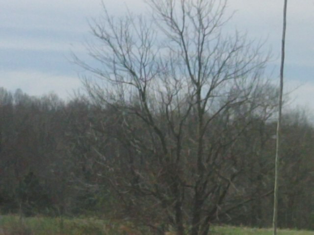 Countryside Skin Tree