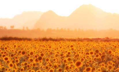 Summer Collection: Fields of Gold