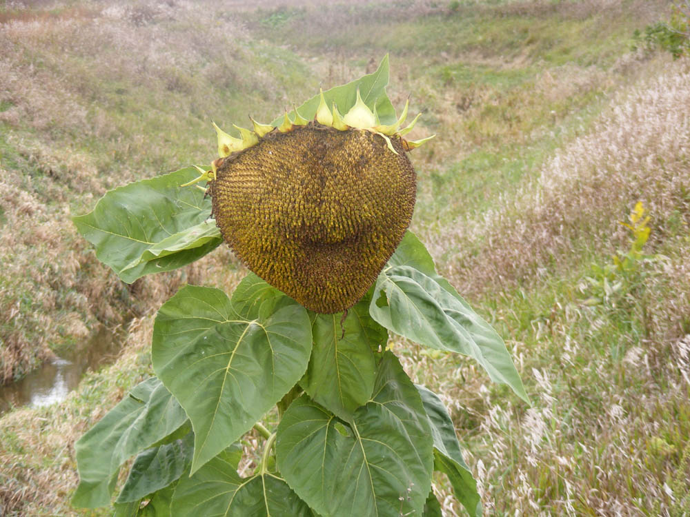 Lone sunflower 2