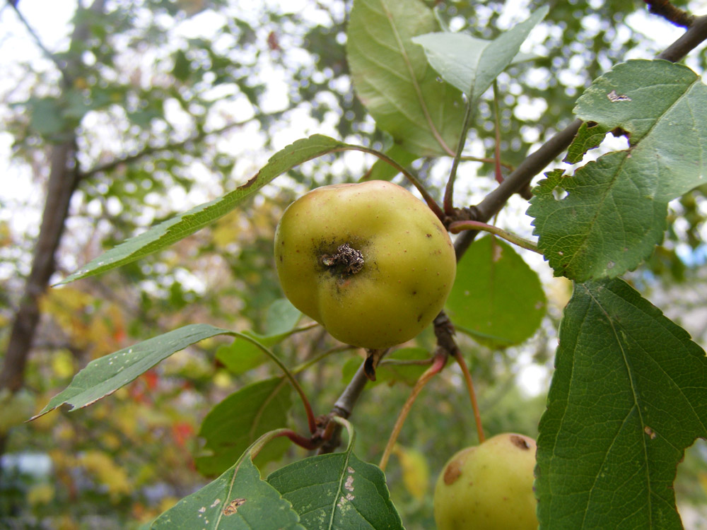 Funky little apple