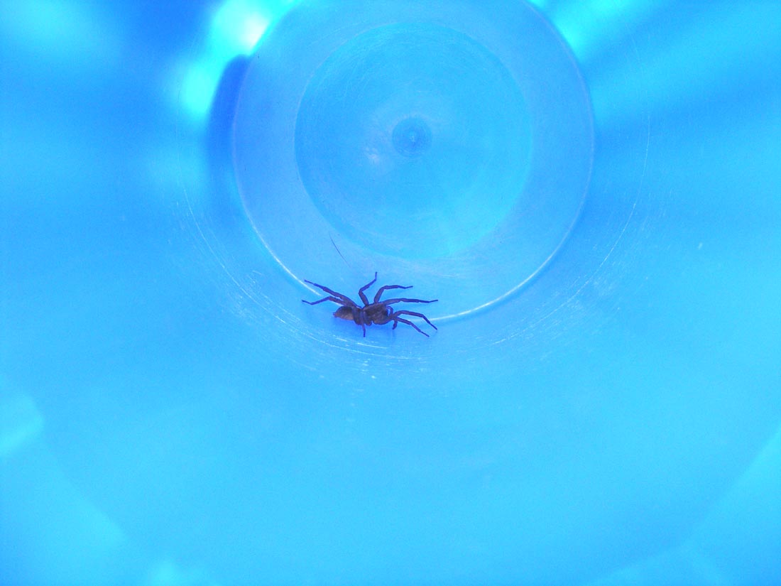 Spider in a cup 2