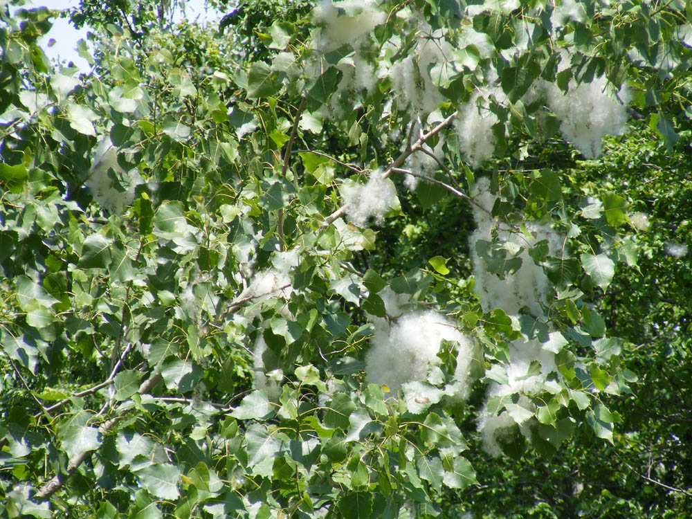 cotton wood tree