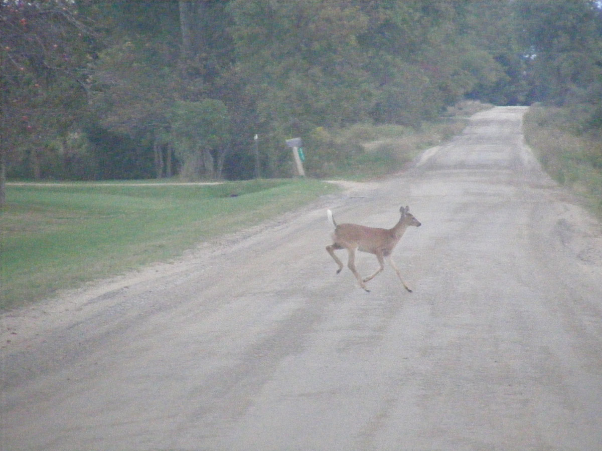 run fawn run