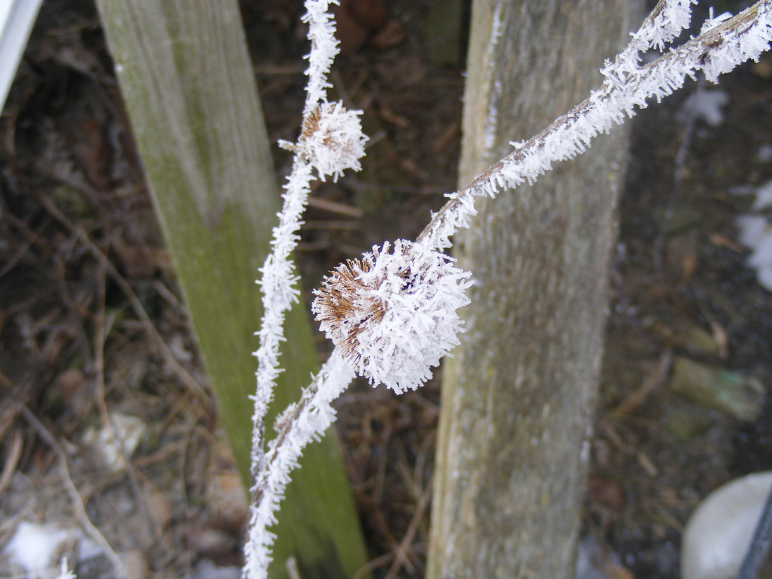 Morning frost burr