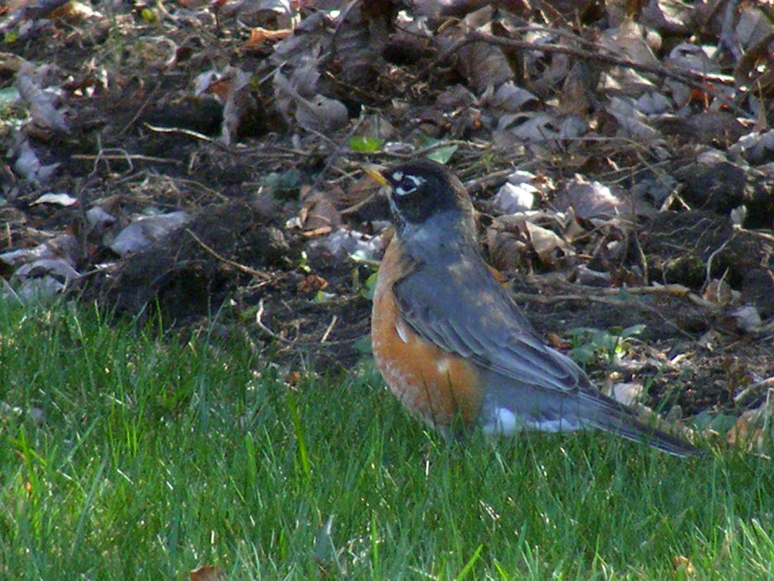 Robin... 04-05-10