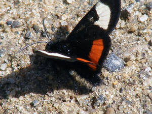 Butterfly I think