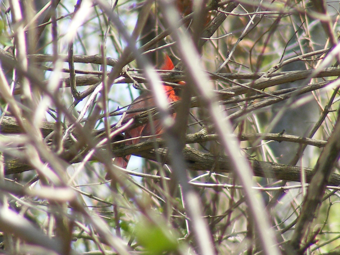 Hiding redbird