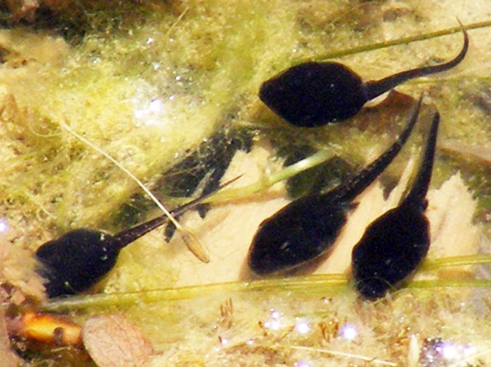 Tadpoles